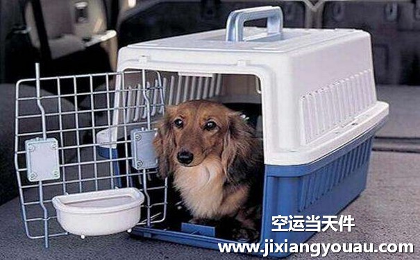 廣州寵物空運(yùn)